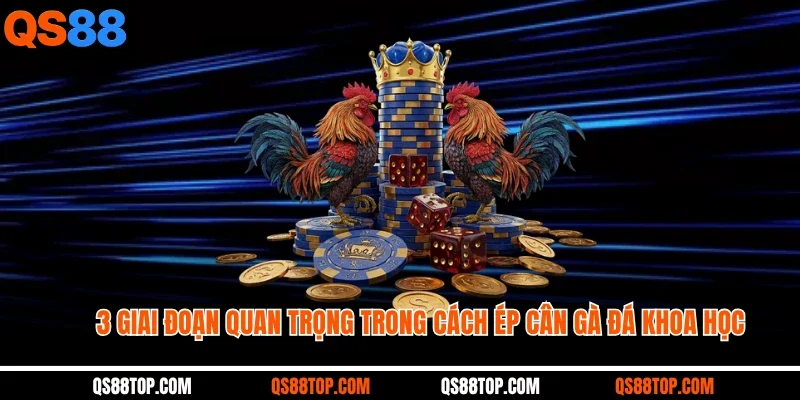 3 giai đoạn quan trọng trong cách ép cân gà đá khoa học