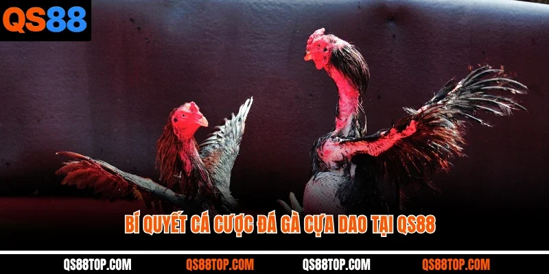 Bí quyết cá cược đá gà cựa dao tại QS88