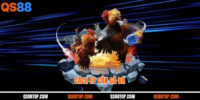 Cách Ép Cân Gà Đá: Bí Quyết Giữ Lực Nhưng Giảm Ký Nhanh
