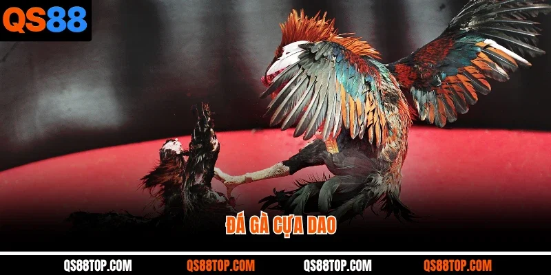 Đá Gà Cựa Dao: Những Trận Đấu Kinh Điển Tại Nhà Cái QS88