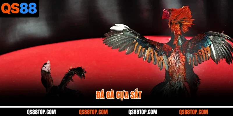Đá Gà Cựa Sắt QS88: Tuyệt Chiêu Cá Cược Đỉnh Cao Để Thắng Lớn