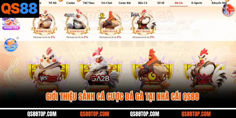 Giới thiệu sảnh cá cược đá gà tại nhà cái QS88