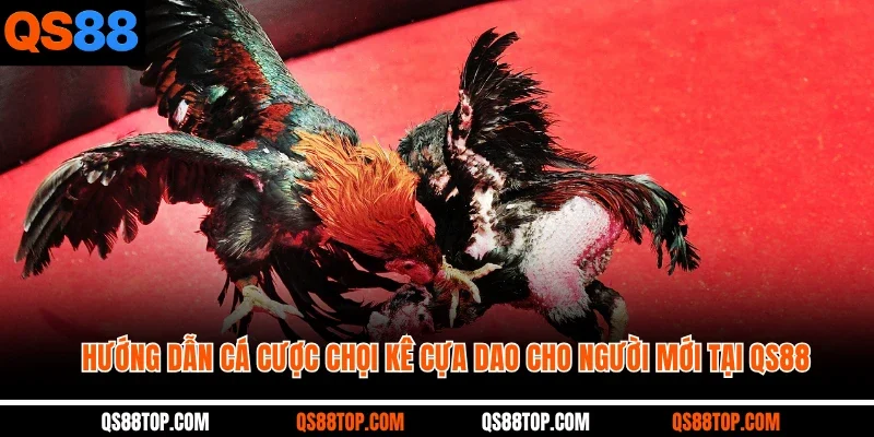 Hướng dẫn cá cược chọi kê cựa dao cho người mới tại QS88