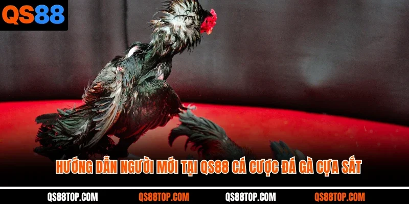Hướng dẫn người mới tại QS88 cá cược đá gà cựa sắt