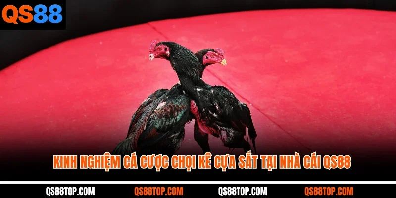 Kinh nghiệm cá cược chọi kê cựa sắt tại nhà cái QS88