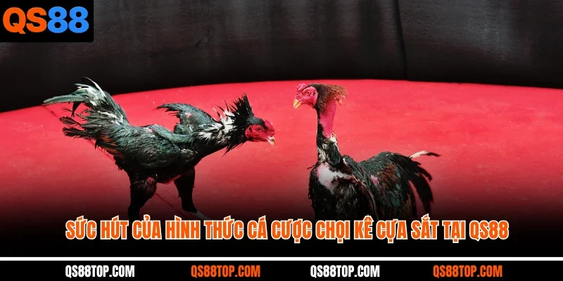 Sức hút của hình thức cá cược chọi kê cựa sắt tại QS88