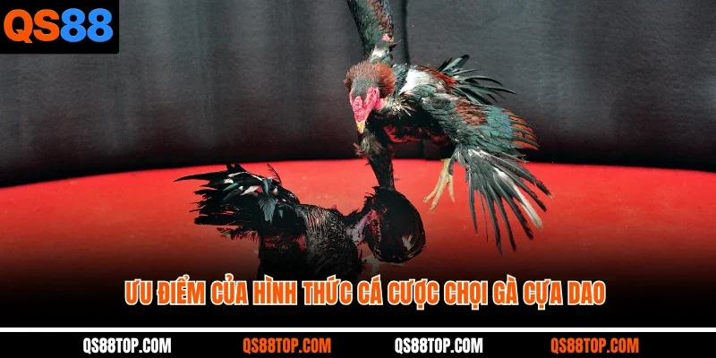 Ưu điểm của hình thức cá cược chọi gà cựa dao